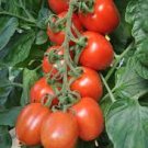 100 seeds Solanum lycopersicum L. Tomato 'Shirley' F1 Hybrid