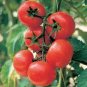 100 seeds Solanum lycopersicum L. Tomato 'Shirley' F1 Hybrid