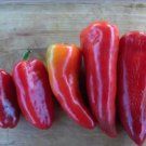 50 seeds Heirloom Lipstick Long Red Sweet Pepper Organic