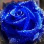 500 seeds Natural Fragrant Sparkling Golden Blue Rose Seeds