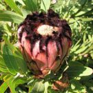 1 seeds Protea Neriifolia Oleanderleaf Protea Baardsuikerbos