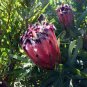 1 seeds Protea Neriifolia Oleanderleaf Protea Baardsuikerbos