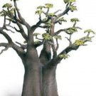 2 seeds Adansonia Digitata Bonsai African Baobabs