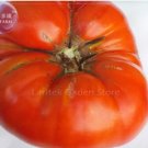100 seeds Super Rare Red Giant Competition Tomato