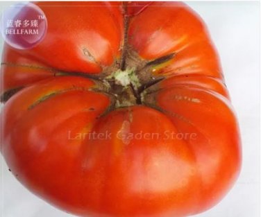 100 seeds Super Rare Red Giant Competition Tomato
