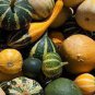 10 seeds Ornamental Gourds 'Small Mixed' Lagenaria Siceraria