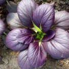 20 seeds Edible Purple Rape Seeds