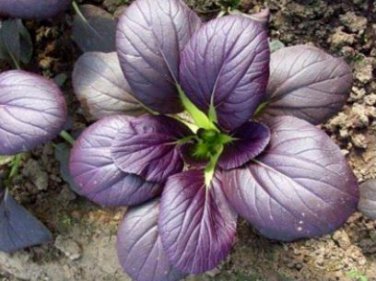 20 seeds Edible Purple Rape Seeds