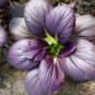 20 seeds Edible Purple Rape Seeds