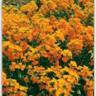 50 seeds Yellow Siberian Wallflower Flower