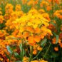 50 seeds Yellow Siberian Wallflower Flower
