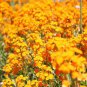 50 seeds Yellow Siberian Wallflower Flower