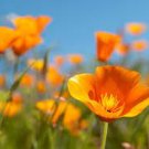 50 seeds Beautiful California Poppy Flowers