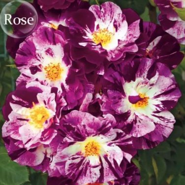 50 seeds Purple Splash Climbing Rose Shrub