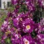 50 seeds Purple Splash Climbing Rose Shrub