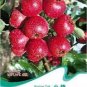 8 seeds Hawthorn seeds Fructus Crataegi Herbs Maybush Seeds Maytree