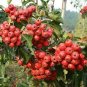 8 seeds Hawthorn seeds Fructus Crataegi Herbs Maybush Seeds Maytree