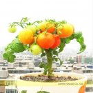 100 seeds Heirloom Bonsai Middle Dwarf Yellow Tomato Organic