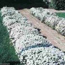 100 seeds Candytuft Seeds Iberis Sempervirens 'Snowflake' Hardy Perennial Ground Cover