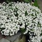 100 seeds Candytuft Seeds Iberis Sempervirens 'Snowflake' Hardy Perennial Ground Cover