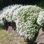 100 seeds Candytuft Seeds Iberis Sempervirens 'Snowflake' Hardy Perennial Ground Cover