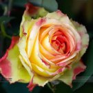 50 seeds Red Spot Yellow Rose Flower