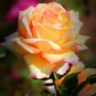 50 seeds Red Spot Yellow Rose Flower