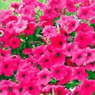 60 seeds Middle-sized Rose Red Garden Petunia Annual Flower