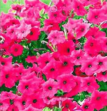 60 seeds Middle-sized Rose Red Garden Petunia Annual Flower