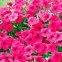 60 seeds Middle-sized Rose Red Garden Petunia Annual Flower