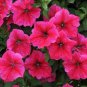 60 seeds Middle-sized Rose Red Garden Petunia Annual Flower