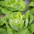 120 seeds Cream Lettuce Seeds Butter Head Little Gem Organic Natural Vegetable