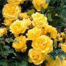 20 seeds Rare Yellow Climbing Rose