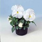 50 seeds White Herb Pansy Flower Seeds Original Pack