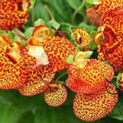 30 seeds Calceolaria Seeds Purse Flower Seeds Original Package