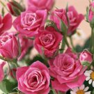 50 seeds Heirloom Small Pink Rose Fragrant Flower