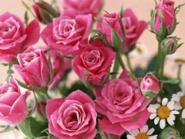 50 seeds Heirloom Small Pink Rose Fragrant Flower