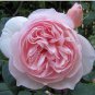 50 seeds Heirloom Small Pink Rose Fragrant Flower