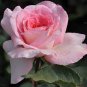 50 seeds Heirloom Small Pink Rose Fragrant Flower