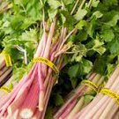 30 seeds Organic Purple Stems Celery Vegetable