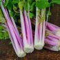 30 seeds Organic Purple Stems Celery Vegetable
