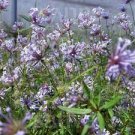 60 seeds Woodruff Seeds Aromatic Blue Small Flower
