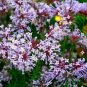 60 seeds Woodruff Seeds Aromatic Blue Small Flower