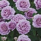 50 seeds 'Qun feng' Light Purple Rose Tree
