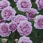 50 seeds 'Qun feng' Light Purple Rose Tree