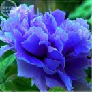 5 seeds Paeonia Suffruticosa Seeds Professional Pack