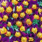 20 seeds Rare Yellow Purple Pansy Flowers
