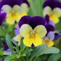 20 seeds Rare Yellow Purple Pansy Flowers