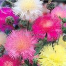 50 seeds Rare Beautiful Colorful Cornflower Flowers