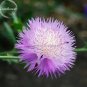 50 seeds Rare Beautiful Colorful Cornflower Flowers
